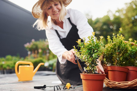 Working with plants in pots. Senior woman is in the garden at daytime. Conception of plants and seasonsの写真素材