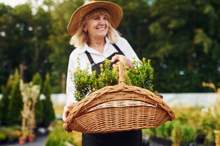 Taking plants in pots by using basket. Senior woman is in the garden at daytime. Conception of plants and seasonsの写真素材