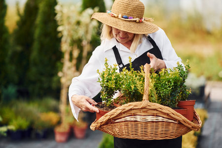 Taking plants in pots by using basket. Senior woman is in the garden at daytime. Conception of plants and seasonsの写真素材