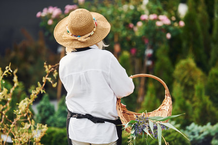 With basket in hands. Senior woman is in the garden at daytime. Conception of plants and seasonsの写真素材