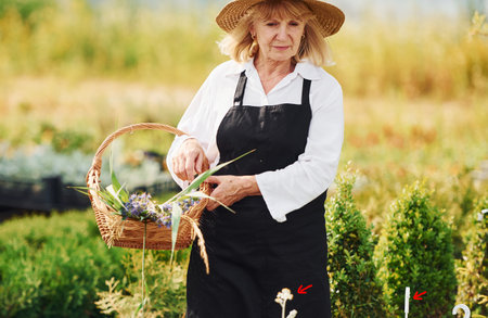 With basket in hands. Senior woman is in the garden at daytime. Conception of plants and seasonsの写真素材