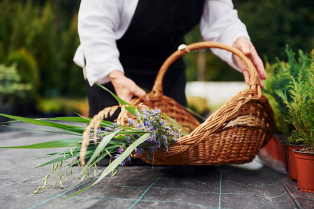Wooden basket. Senior woman is in the garden at daytime. Conception of plants and seasonsの写真素材