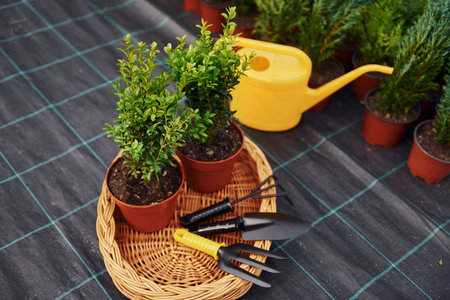 Yellow watering can. Plants in pots and working tools on the ground. Conception of gardeningの写真素材