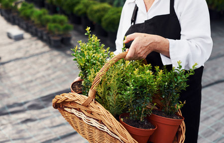 Wooden basket in hands. Senior woman is in the garden at daytime. Conception of plants and seasonsの写真素材