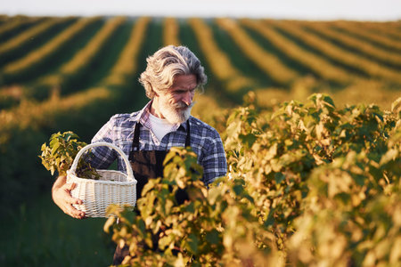 Portrait of senior stylish man with grey hair and beard on the agricultural field with harvest