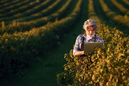 Holding laptop. Portrait of senior stylish man with grey hair and beard on the agricultural fieldの写真素材