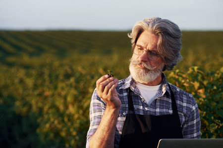 Holding laptop. Portrait of senior stylish man with grey hair and beard on the agricultural field