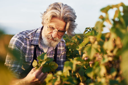 Working with harvest. Portrait of senior stylish man with grey hair and beard on the agricultural fieldの写真素材