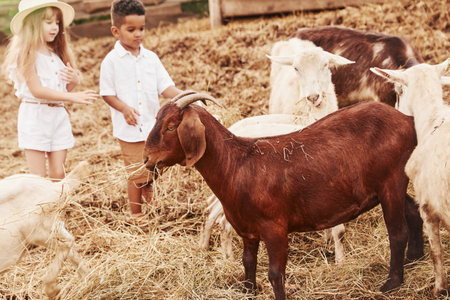 Cute little african american boy with european girl is on the farm with goatsの写真素材