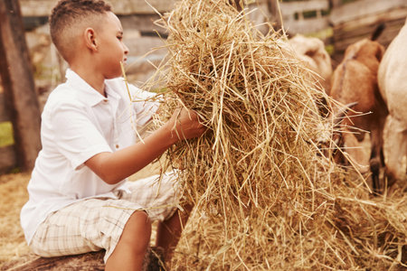 Cute little african american boy is on the farm at summertime with goatsの写真素材