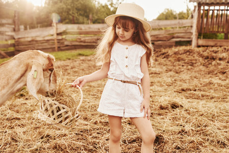 Little girl in white clothes is on the farm at summertime outdoors with goatsの写真素材
