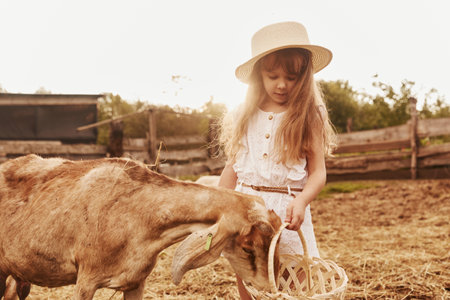 Little girl in white clothes is on the farm at summertime outdoors with goatsの写真素材