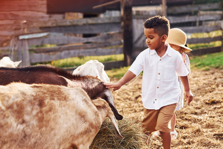Cute little african american boy with european girl is on the farm with goatsの写真素材