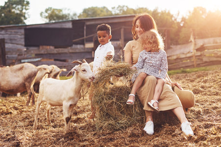 Young mother with her daughter is on the farm at summertime with goatsの写真素材