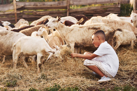 Cute little african american boy is on the farm at summertime with goatsの写真素材