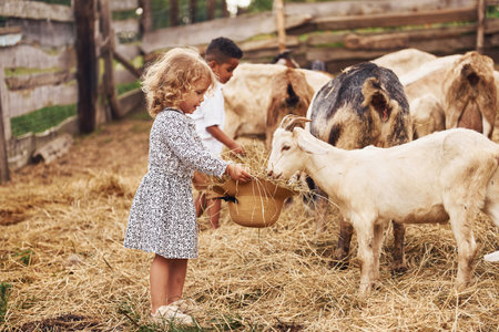 Little girl in blue clothes is on the farm at summertime outdoors with goatsの写真素材