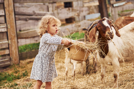 Little girl in blue clothes is on the farm at summertime outdoors with goatsの写真素材