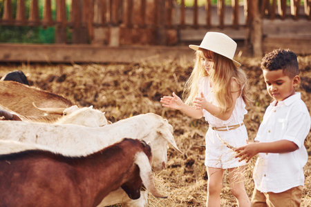 Cute little african american boy with european girl is on the farm with goatsの写真素材