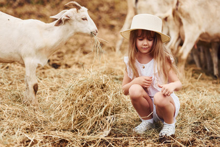 Little girl in white clothes is on the farm at summertime outdoors with goatsの写真素材