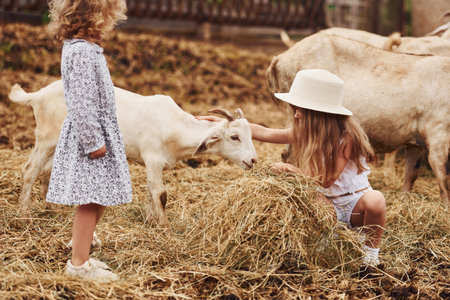 With goats. Little girl in blue clothes is on the farm at summertime outdoorsの写真素材