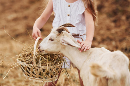 Little girl in white clothes is on the farm at summertime outdoors with goatsの写真素材
