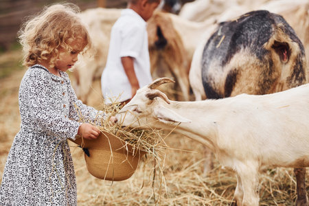 Good sunny weather. Cute little african american boy with european girl is on the farm with goatsの写真素材