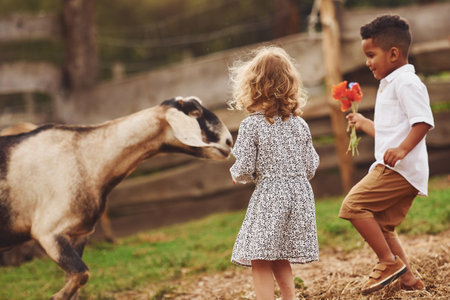 Good sunny weather. Cute little african american boy with european girl is on the farm with goatsの写真素材