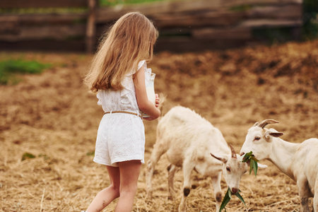 Little girl in white clothes is on the farm at summertime outdoors with goatsの写真素材