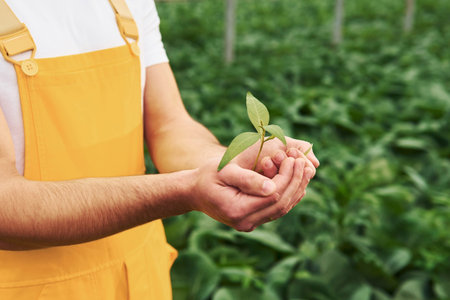 Holding plant in hands. Young greenhouse worker in yellow uniform have job inside of hothouse