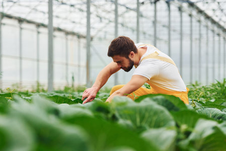 Taking care of cabbage. Young greenhouse worker in yellow uniform have job inside of hothouseの写真素材