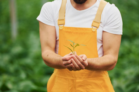 Holding plant in hands. Young greenhouse worker in yellow uniform have job inside of hothouseの写真素材