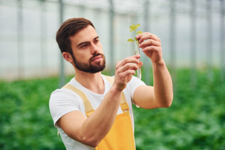 Plant inside of test tube with water. Young greenhouse worker in yellow uniform have job inside of hothouseの写真素材
