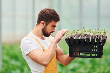 With black stand for plants in hands. Young greenhouse worker in yellow uniform have job inside of hothouseの写真素材