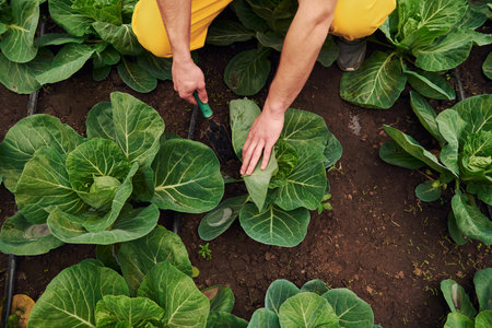 Taking care of cabbage. Young greenhouse worker in yellow uniform have job inside of hothouseの写真素材