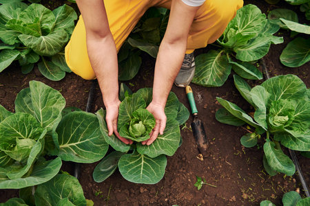 Taking care of cabbage. Young greenhouse worker in yellow uniform have job inside of hothouseの写真素材