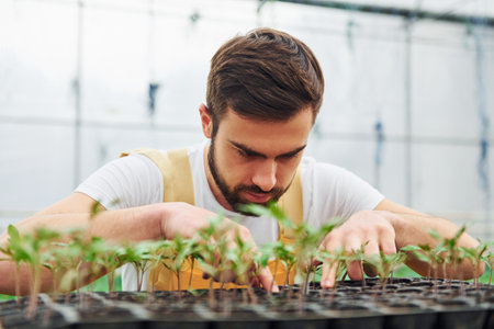 Taking care of plants in the black stand. Young greenhouse worker in yellow uniform have job inside of hothouseの写真素材