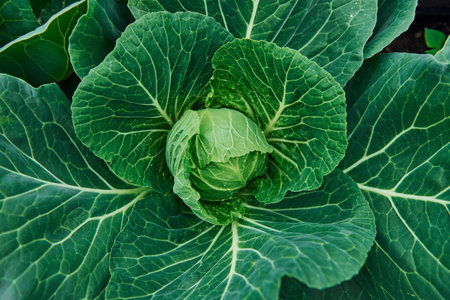Top view of green fresh cabbage that growing at the farms soilの写真素材