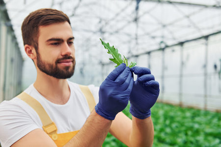 Looks at plant in hands. Young greenhouse worker in yellow uniform have job inside of hothouseの写真素材