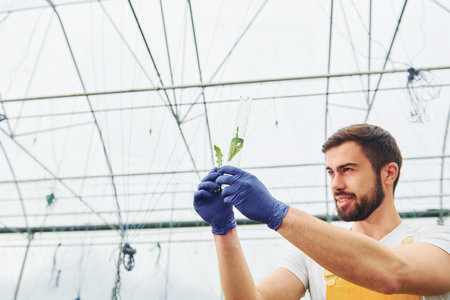 Holds test tube with plant and water inside of it. Young greenhouse worker in yellow uniform have job inside of hothouseの写真素材