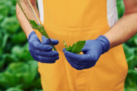 Holds test tube with plant and water inside of it. Young greenhouse worker in yellow uniform have job inside of hothouseの写真素材