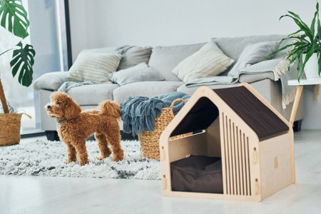 Cute little poodle puppy with pet booth indoors in the modern domestic room. Animal houseの写真素材