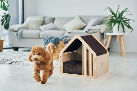 Cute little poodle puppy with pet booth indoors in the modern domestic room. Animal houseの写真素材