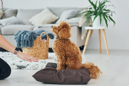 Sits on the pillow. Cute little poodle puppy is indoors in the modern domestic roomの写真素材