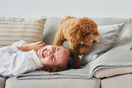 Cute little poodle puppy is indoors in the modern domestic roomの写真素材
