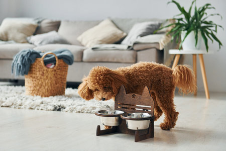 Cute little poodle puppy is indoors in the modern domestic room
