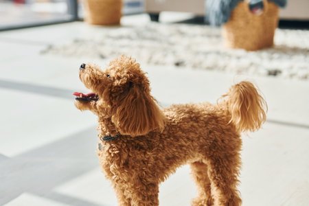 Cute little poodle puppy is indoors in the modern domestic roomの写真素材