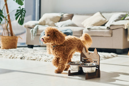 Cute little poodle puppy is indoors in the modern domestic roomの写真素材