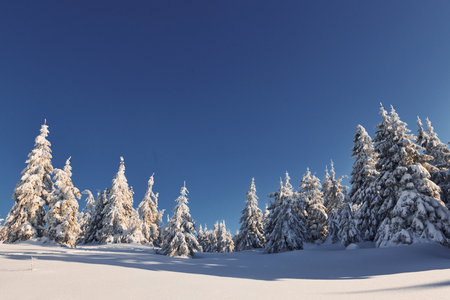 Sunny weather. Magical winter landscape with snow covered trees at daytimeの写真素材