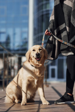 Young positive woman have fun with her dog when have a walk outdoors near business buildingの写真素材