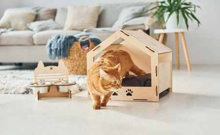 Cute cat is in pet booth that indoors in the modern domestic roomの写真素材